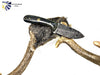 Damascus Steel EDC Titan Sparrow TD-603 (1)
